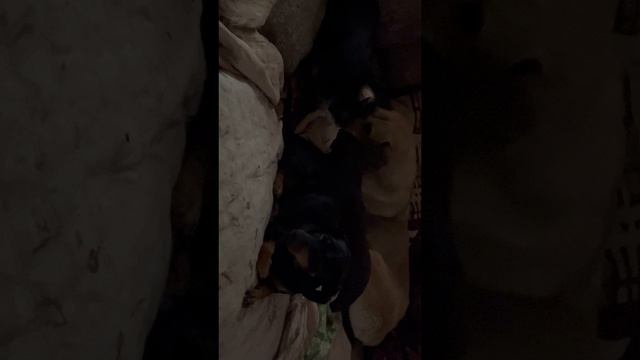 Смотрим канал две сестренки и бесимся😊