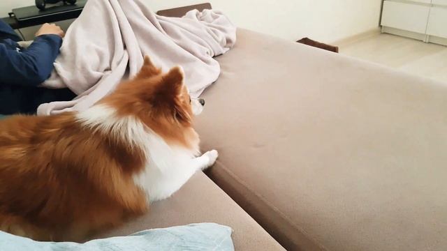 Реакция собаки на Morgenstern. Клип за 10 лямов.