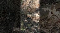 Агама на прогулке.