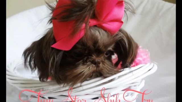 Tiny STAR Shih Tzu's My Delilah