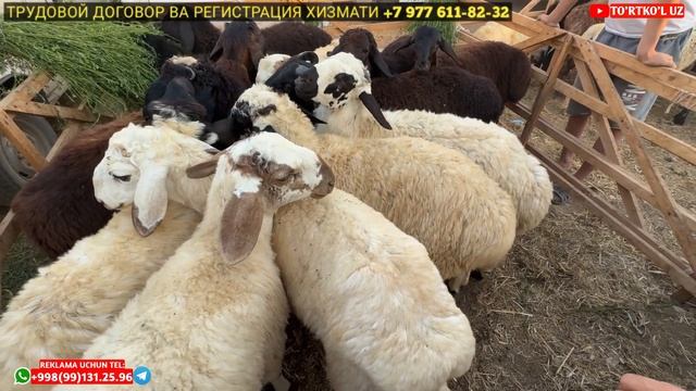 4 августа 2024 г. ТУРТКУЛЬ КУЙ БОЗОР НАРХЛАРИ