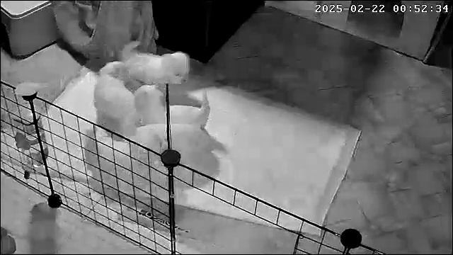 Мальтезе щенки