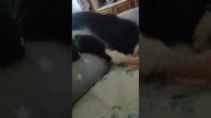 Тропы забытых зверей
