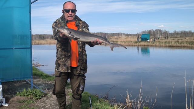 Открылись по осетру в РК Азарт апрель 2025.