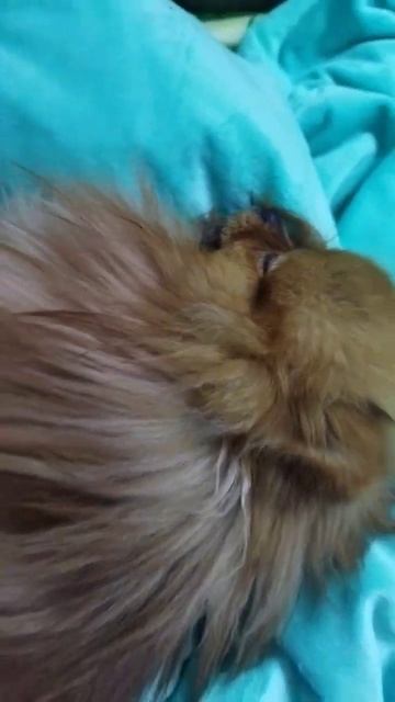 дневной сон... #шпиц#марсель#марсик#собаки