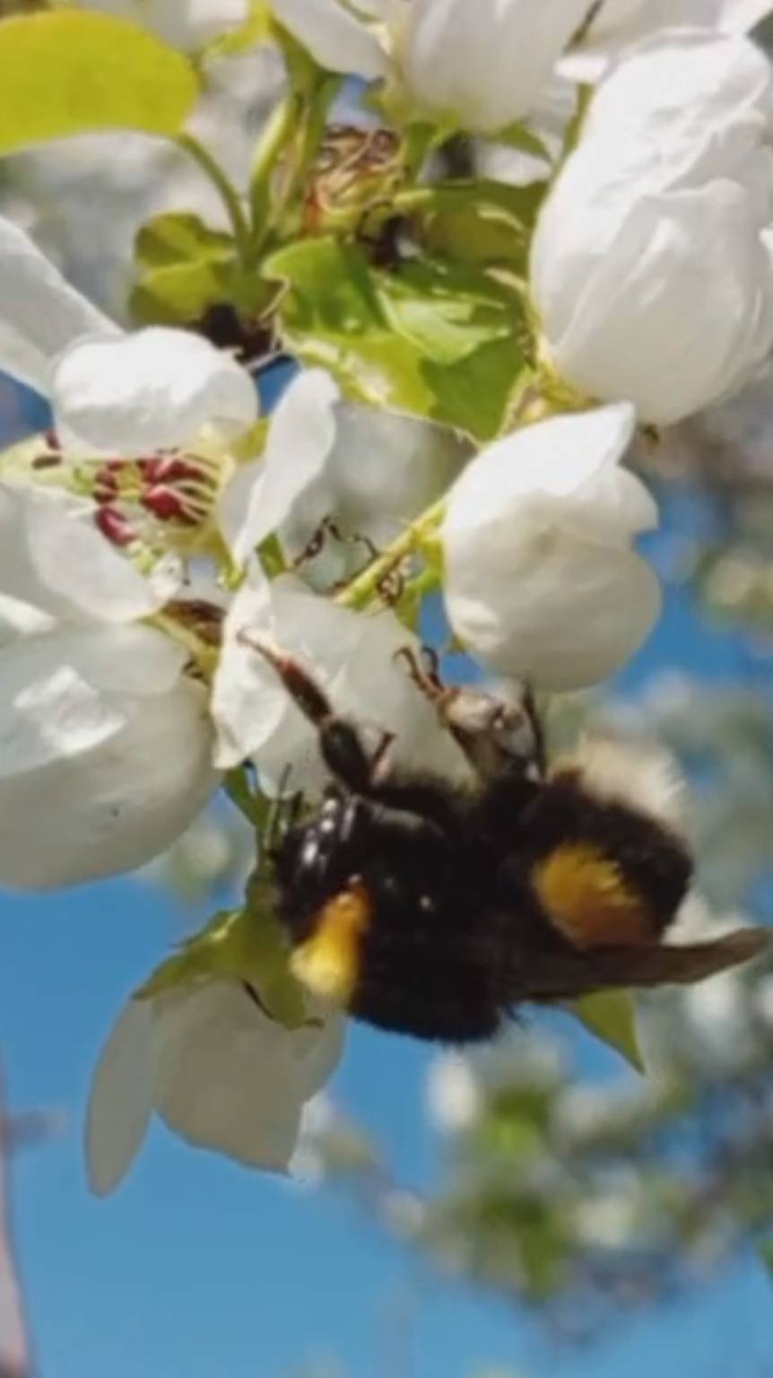 Шмель 🐝 и цветущая груша.  #настроение #природа #михалычдачник