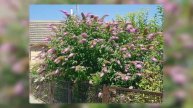 Вы Удивитесь Но Эти Цветы Кусты И Деревья Нельзя Сажать