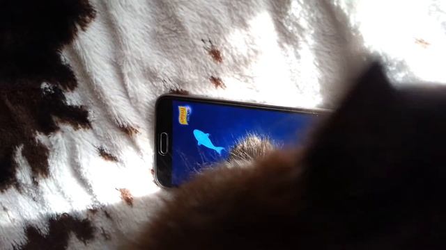 Игра на андроиде для котят