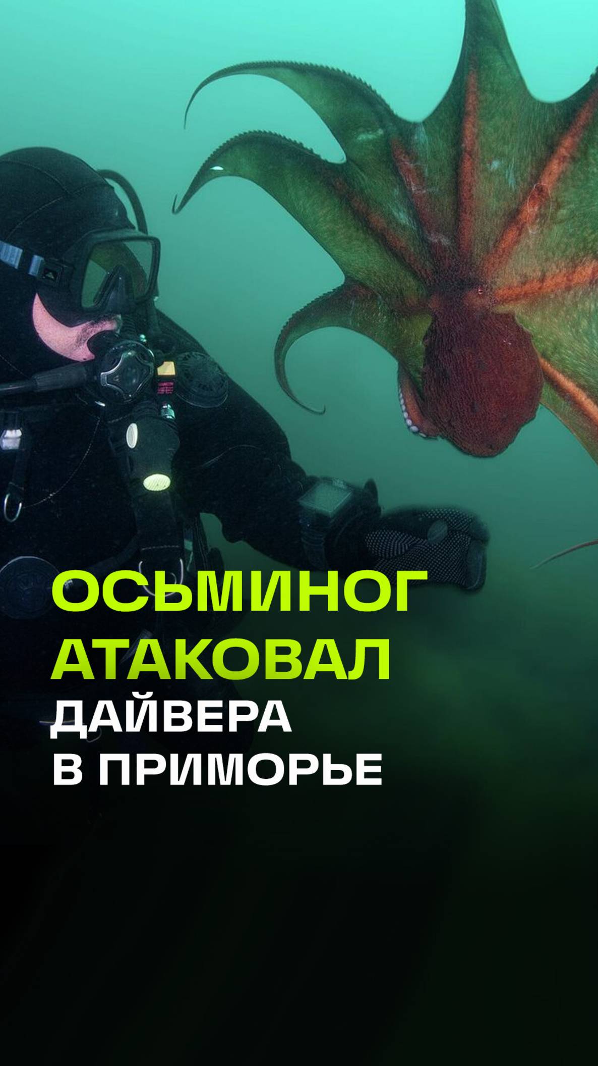 Осьминог пытался задушить дайвера в Приморском крае