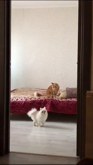 Шпиц и кошка