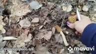 💥 ВТОРАЯ ВОЛНА СМОРЧКОВОЙ ШАПОЧКИ 🍄 Курская область. 13.04.2025 г. 💥