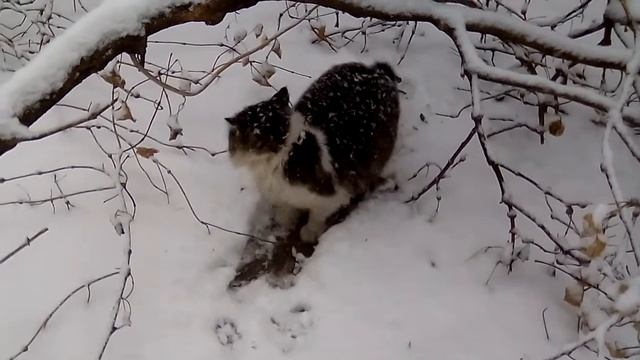 Первый снег. Зима на вкус.