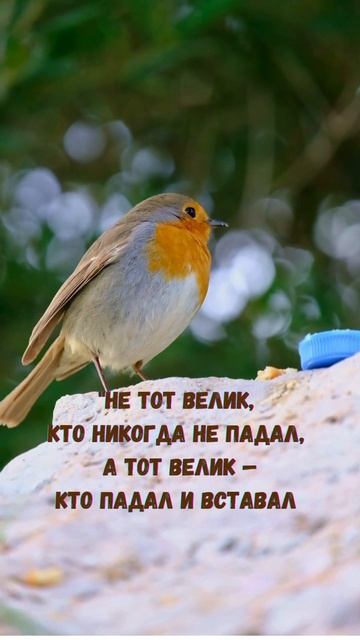 Не тот велик, кто никогда не падал, а тот велик - кто падал и вставал.