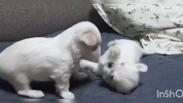 Наши малыши мальтезе