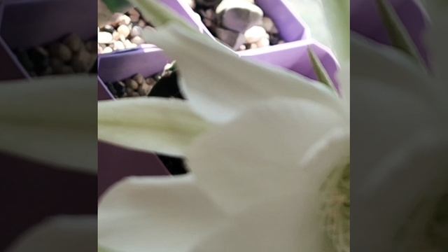 2️⃣цветение💮Астрофитум 🌵Астериас звёздчатый 🌟