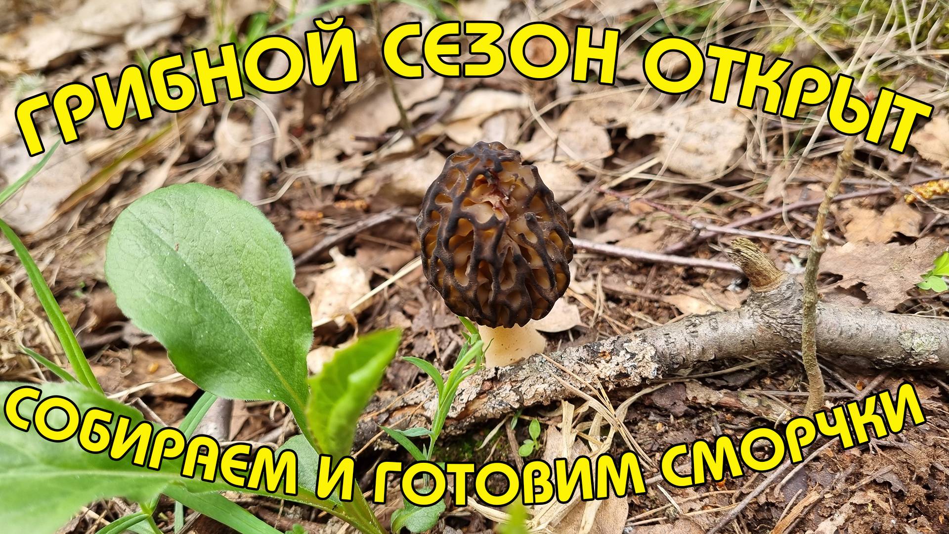 ГРИБНОЙ СЕЗОН ОТКРЫТ | СОБИРАЕМ И ГОТОВИМ ВКУСНЕЙШИЕ СМОРЧКИ | АПРЕЛЬ 2025
