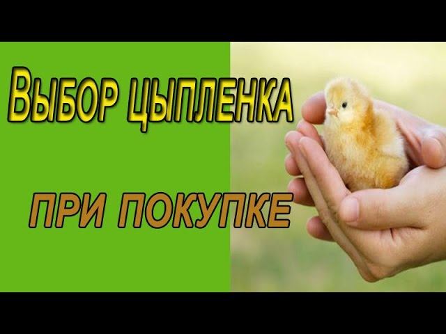 Как выбрать цыпленка. Выбор цыпленка при покупке.