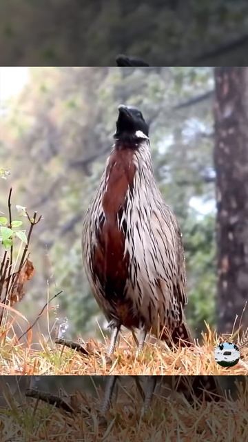 Фазана Кокласс Pucrasia macrolopha. Призыв самки.
