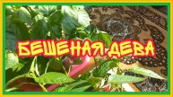 27/4 25 Захотел салатику. Махнём не глядя. Привела в порядок помидоры. Рокировка. Морю голодом.
