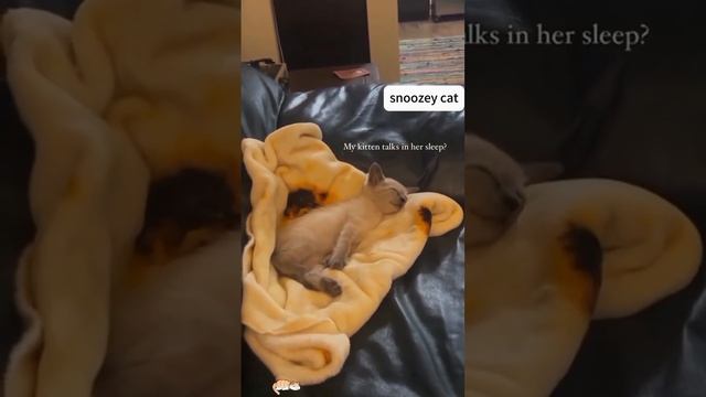 подборка котиков