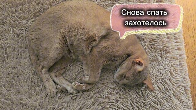 Будни абисинского кота Симбаса. Мысли, планы и немного юмора