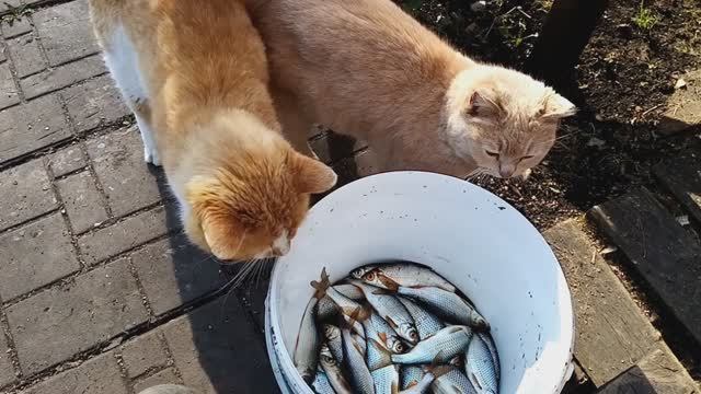 Кошки вернулись домой! Часть 4