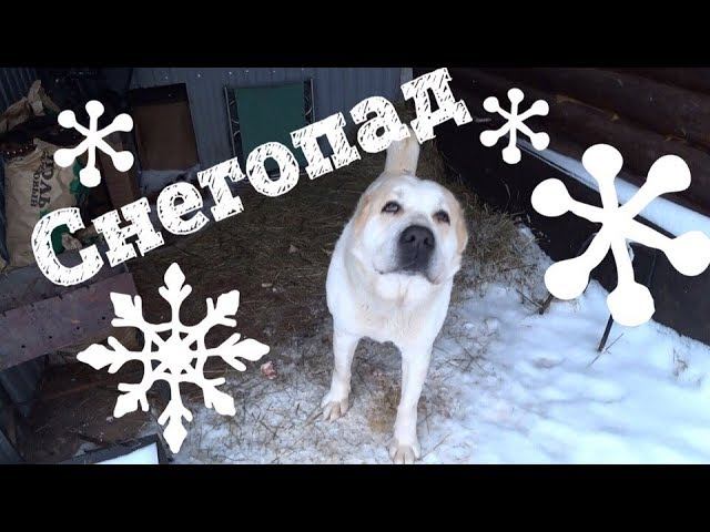 АЛАБАЙ ЗИМОЙ НА УЛИЦЕ