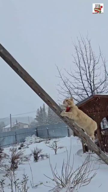Рыжуля не смотря на ветер и метель всё равно идёт 😇🌪❄️😻❄️