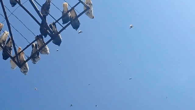 1000037054.mp4