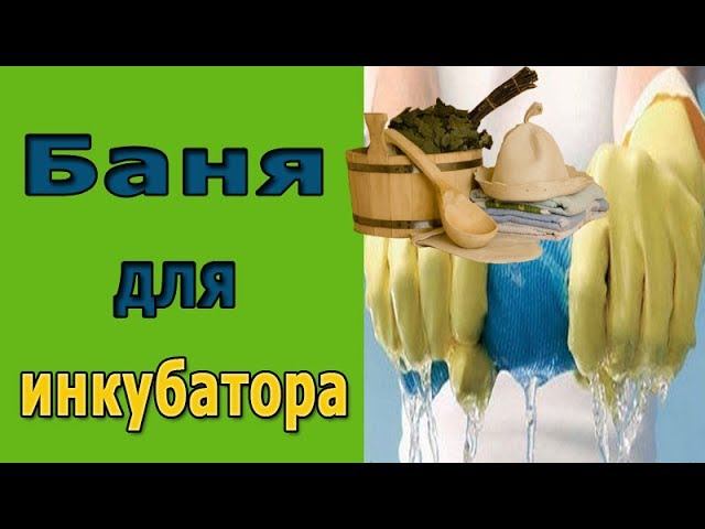 Обработка инкубатора.  Как помыть инкубатор?