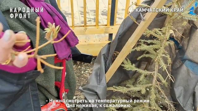 Озеленение нового парка в Елизово не пережило зиму