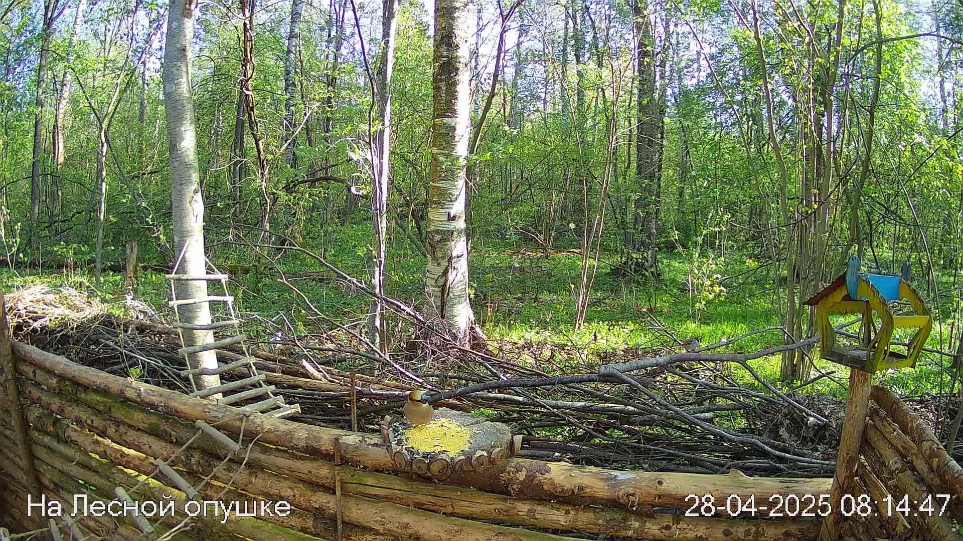 Весений лес онлайн   #Relaxing #природа #звуки леса #птицы  #погода