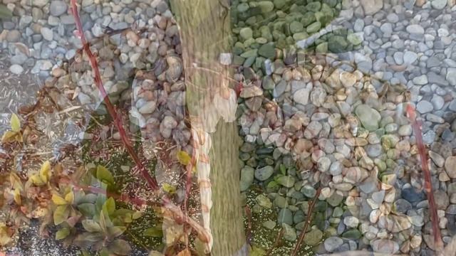 【Trees and Flowers】I love this beautiful Pieris japonica! 3/10/2021