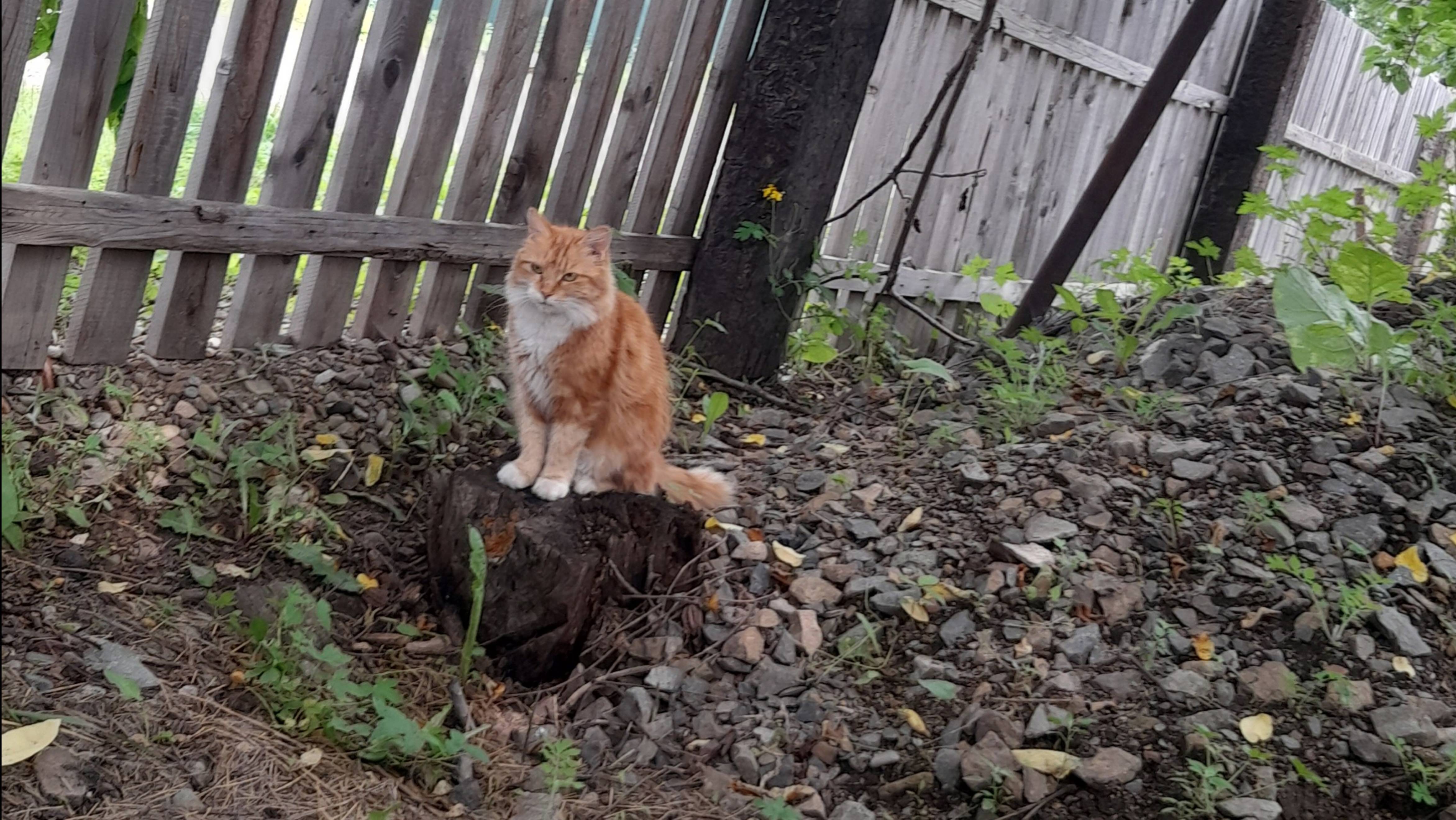 Кошечка наша.