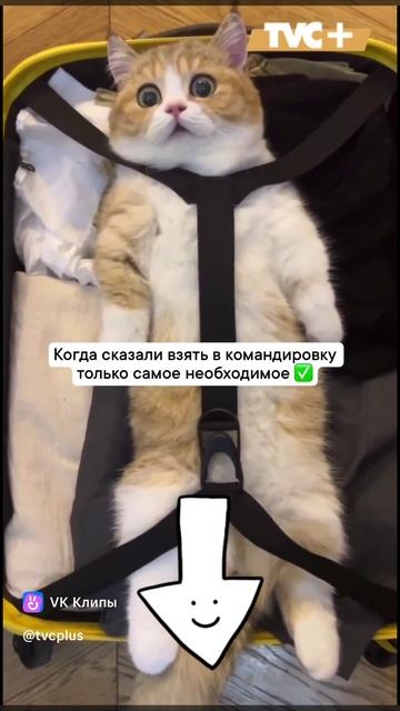 🧑🧑🧒🧒Гости в фокусе.