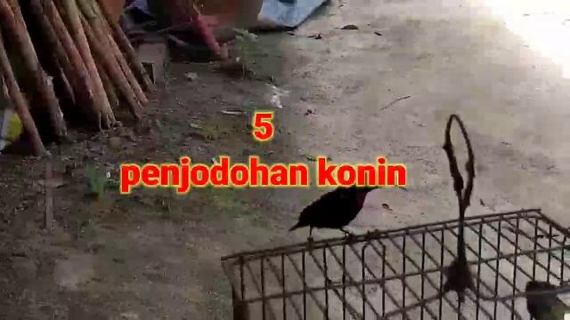 TIPS&SARAN CARA TERNAK BREEDING KONIN(KOLIBRI NINJA)