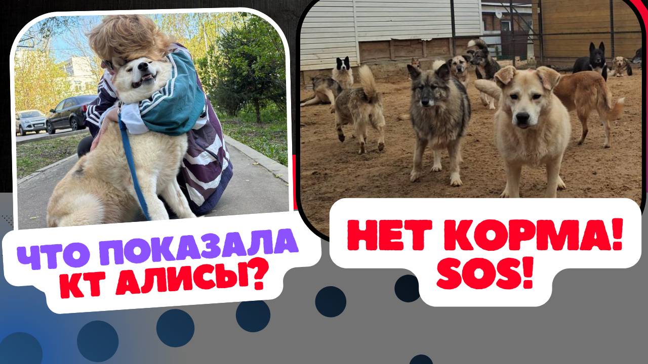 Все на дачи, а нам бы поесть... 🙏🏻 #спасение