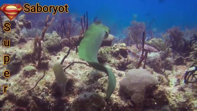 UNDERWATER TV LIONFISH VS BARRACUDA, MORAY EEL AND CUTTLEFISH