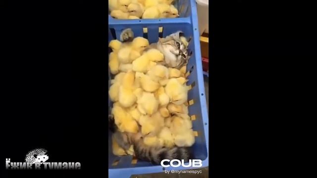 Подборка Приколов 2020 BEST CUBE 2020 Лучшие Видео из Инстаграм BEST COUB 2020 Приколы ИЮЛЬ 2020