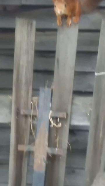 Кормим белок на даче