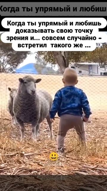 Два 🐏😅