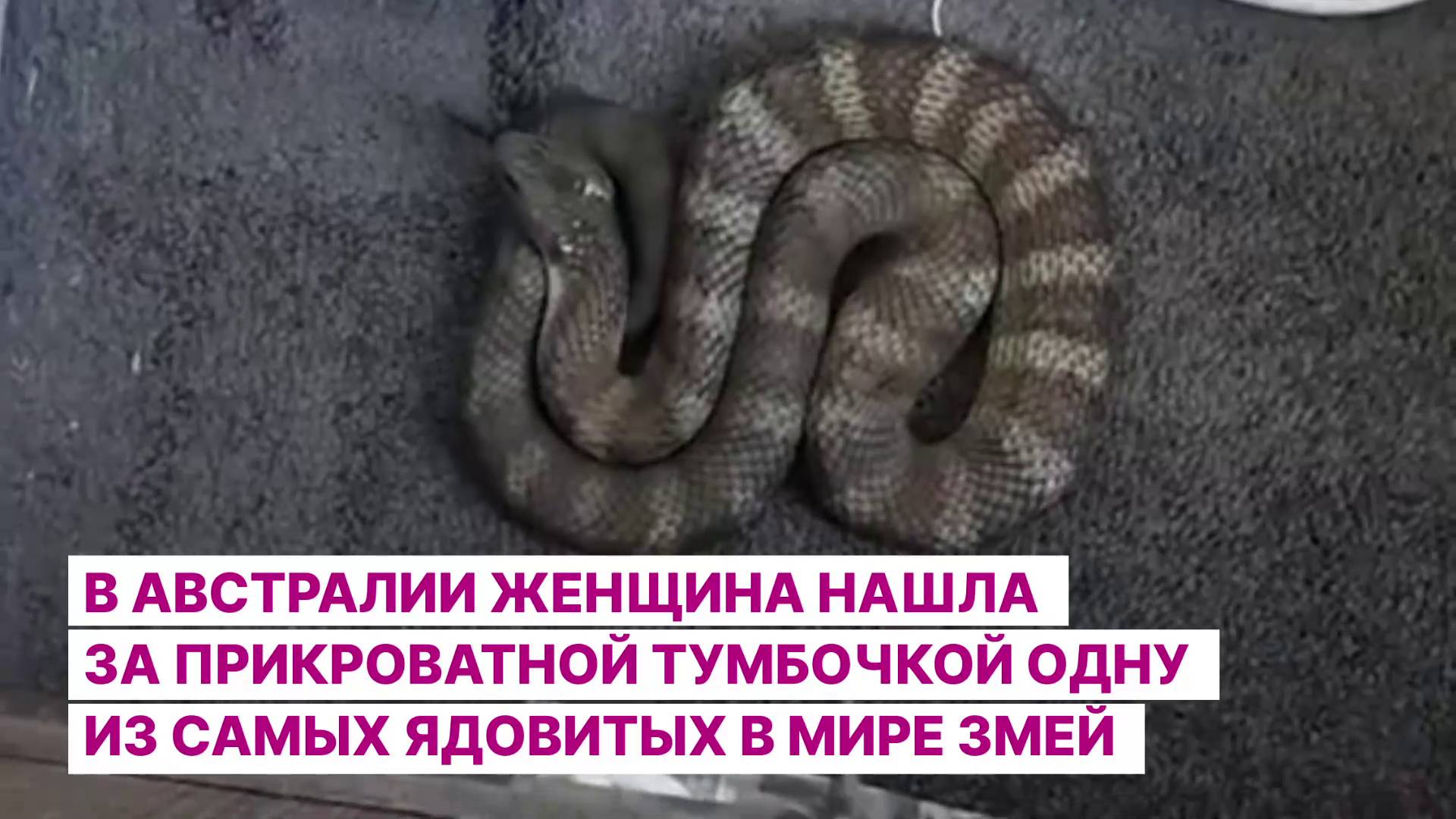В Австралии женщина нашла за прикроватной тумбочкой одну из самых ядовитых в мире змей