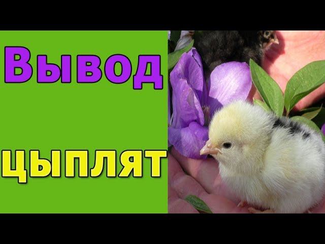 Вывод цыплят в инкубаторе. Как вылупляются цыплята в инкубаторе