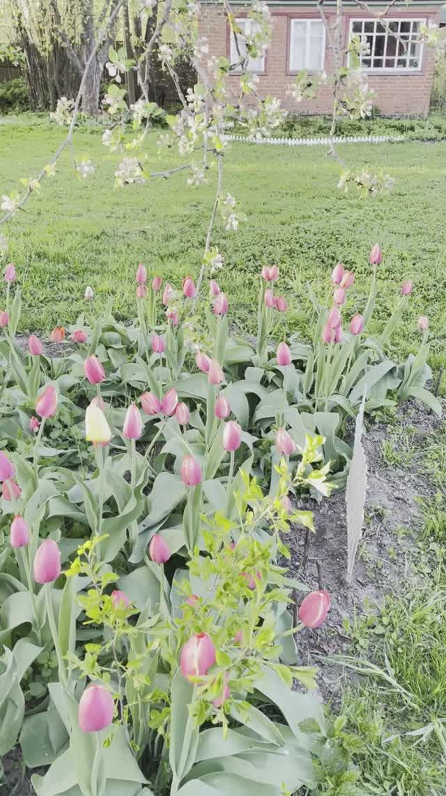 Дача! Цветут тюльпаны 🌷