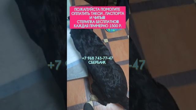 акция " Стоп смерть щенков на улице""
помогите пожалуйста