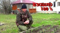 Озимый чеснок весной. Всхожесть 100 %