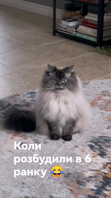 Коли розбудили в 6 ранку 😂 #shorts #short #cat #юмор #смех #смешно #весело #youtube