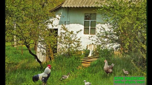 Позитива клип:)
