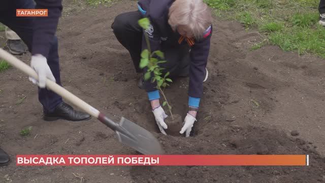 Два тополя Победы высажены к 80-летию Победы в Ростовской области