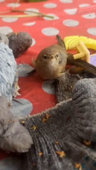 Малыш, ты что, поранился?